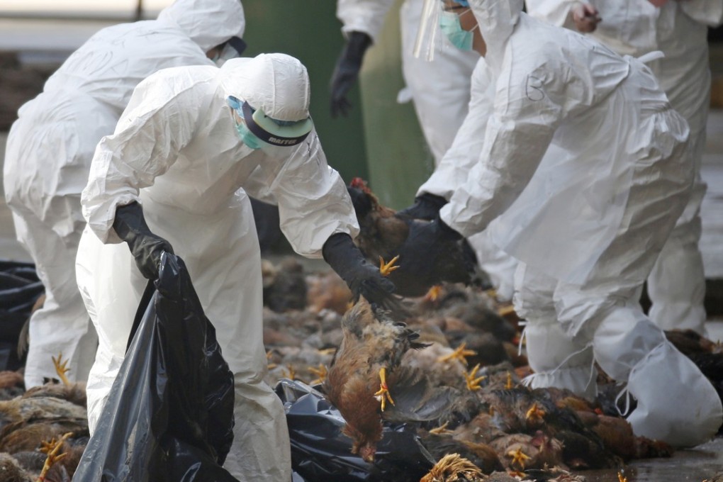 In this 2014 file photo, health workers in full protective gear collect dead chickens killed by using carbon dioxide, after bird flu was found in some birds at a wholesale poultry market in Hong Kong. ﻿New strains of the H7N9 bird flu virus in China has shown the potential to possibly cause a global pandemic. Photo: AP