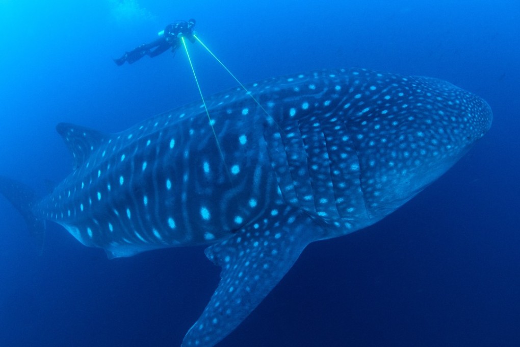 A scientist uses lasers to measure a whale shark in a still from BBC’s Blue Planet II. Photo: courtesy of Blue Planet II