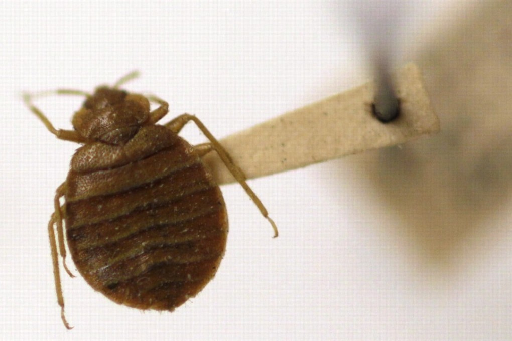A bedbug is displayed at the Smithsonian Institution National Museum of Natural History in Washington. Photo: AP