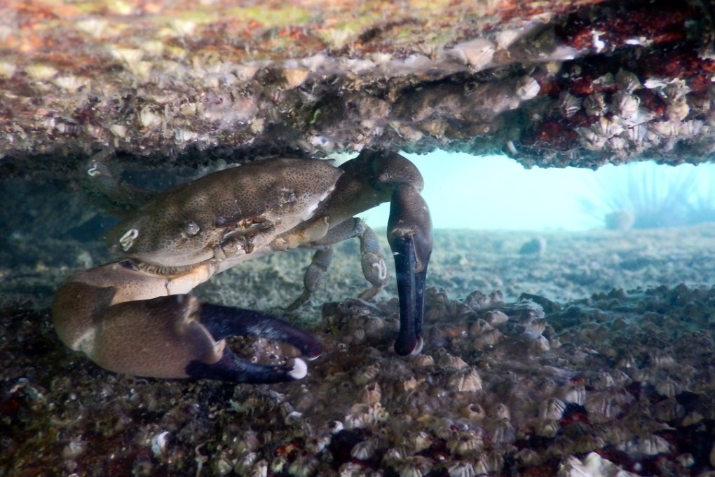 This photo by Daniel Ho Tsz-hung of a crab hiding underneath a barnacle-covered rock at Hoi Ha Wan in Sai Kung impressed judges in the Standard and Wide Angle category. Photo: AFCD
