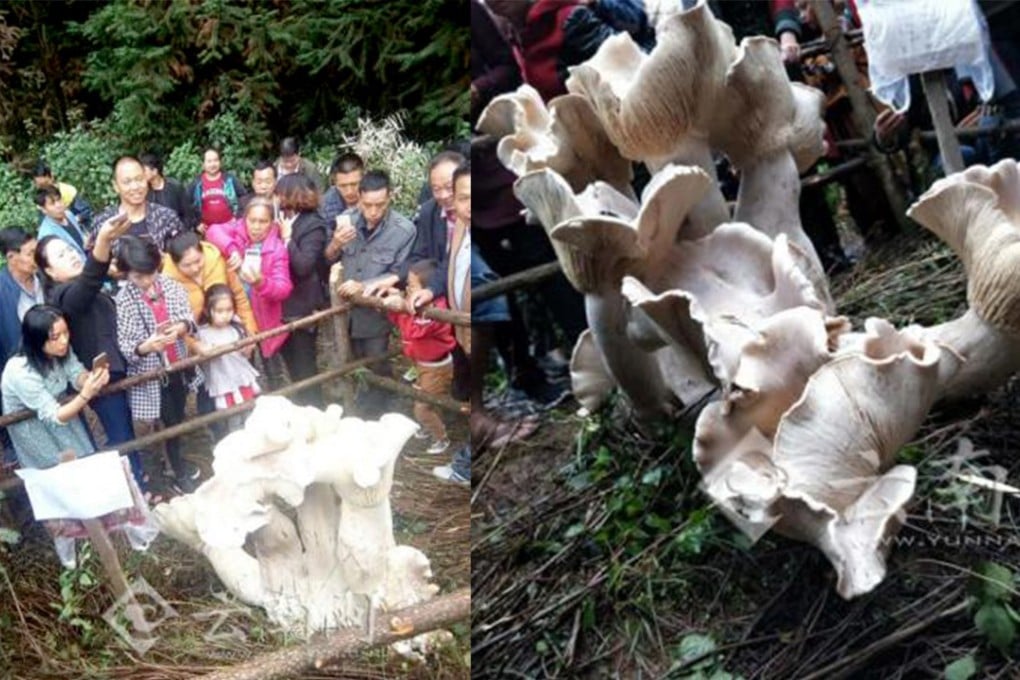 The huge mushrooms have become a tourist attraction. Photo: Yunnan.net