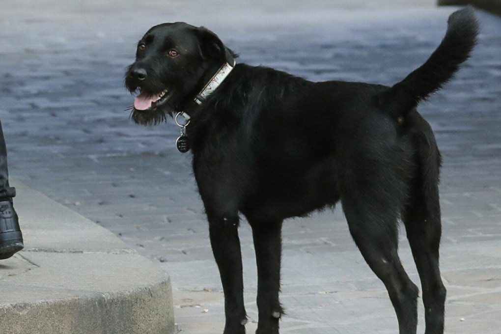 Nemo, the two-year old black Labrador-griffon cross adopted by the French president and his wife from an animal rescue centre at the gates of the Elysee Palace in Paris. Photo: AFP