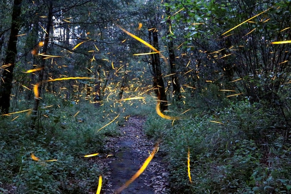 A file picture of fireflies at a reserve in Mexico. Photo: Reuters