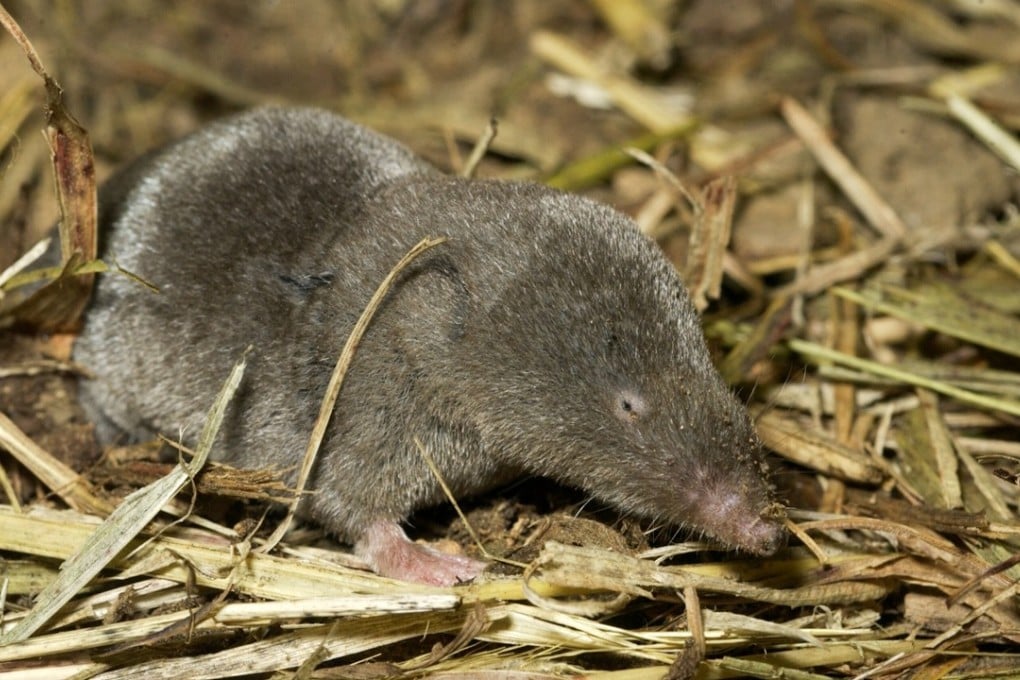 The shrew's skull and brain shrink considerably during winter, perhaps helping them to survive without the aid of hibernation. Photo: Missouri Department of Conservation