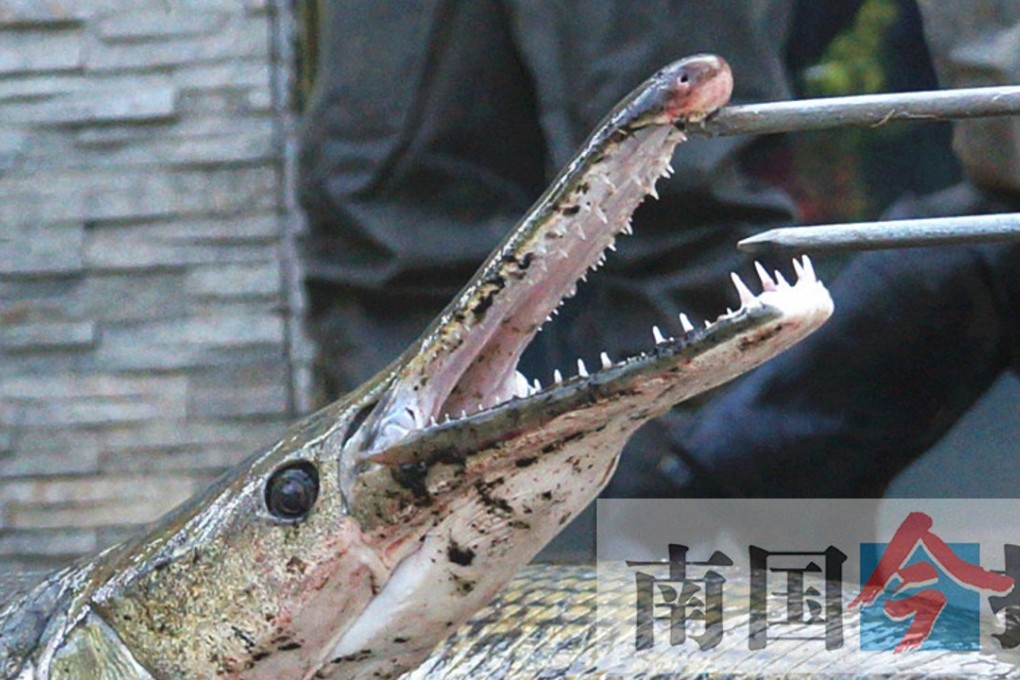 One of the alligator gars caught in Guangxi. Photo: South China Today