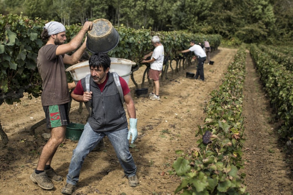 Workers collect grapes in a burgundy vineyard during the harvest season in central France. A global wine and vine organisation reported that wine production hit a 50-year low this year. Photo: AP