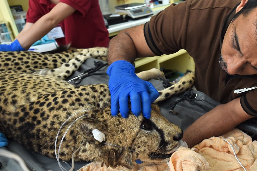 A Singaporean team checks on Kima the cheetah at the Singapore Zoo. Photo: AFP
