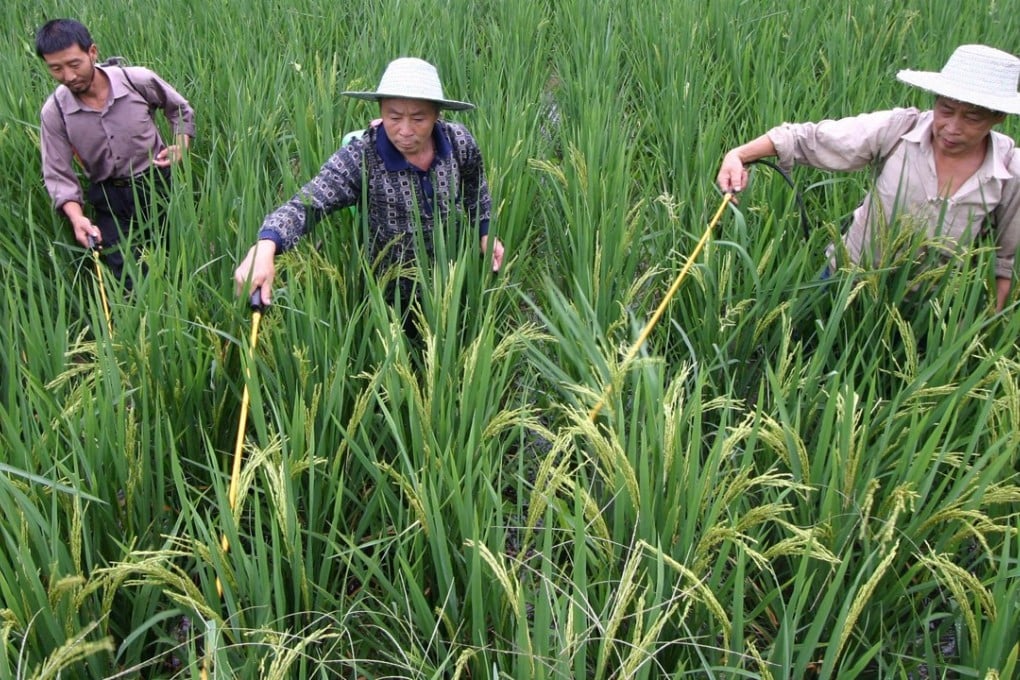 Farmers spray pesticide in a rice field in Yongchuan in southwest China's Chongqing municipality. Photo: AFP