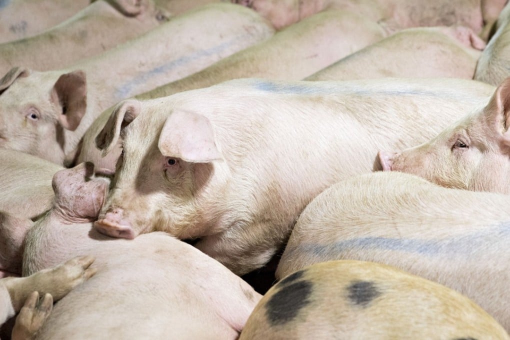 Smithfield Foods will soon begin selling its US pork products exclusively on JD.com. Photo: Bloomberg