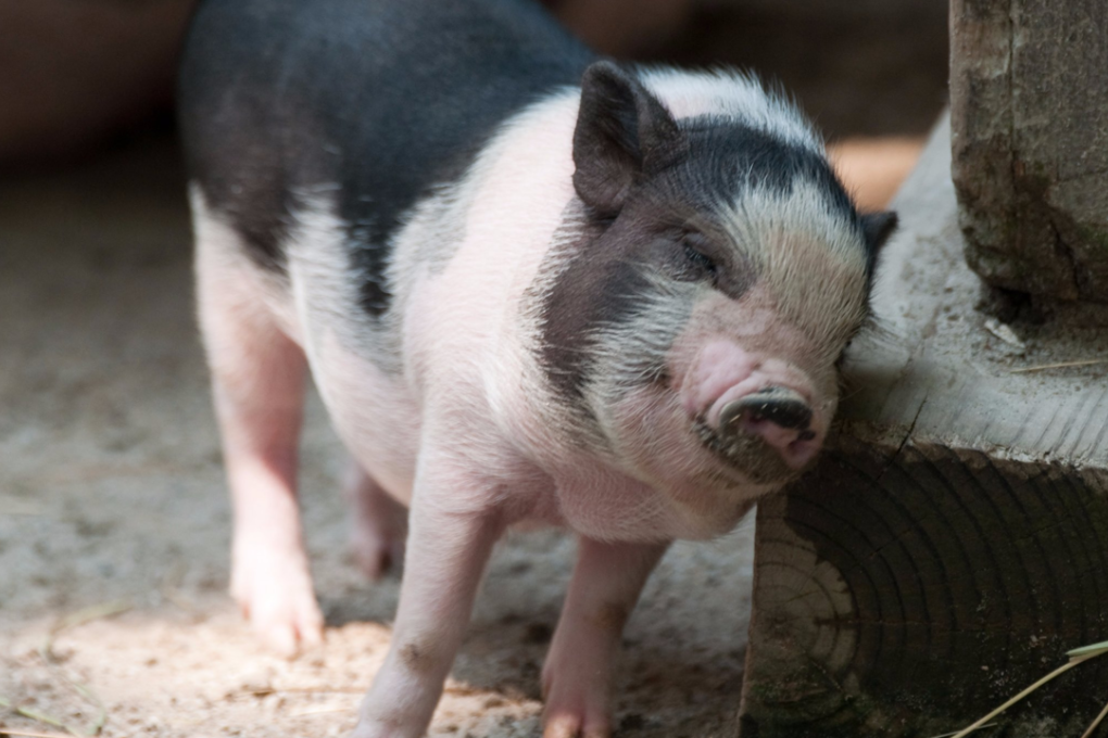 The pigs, developed on the mainland, had 24 per cent less body fat than a regular hog like this one, after 6 months. Photo: Flickr/Eric Kilby