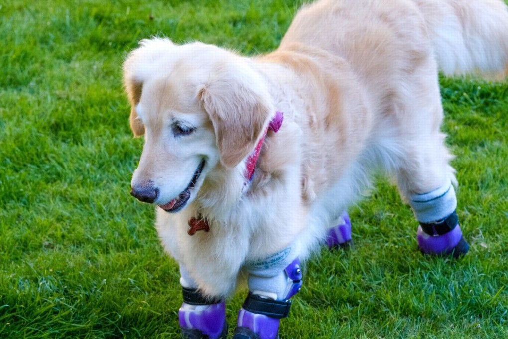 Golden retriever Chi Chi, legless survivor of Korean dog meat