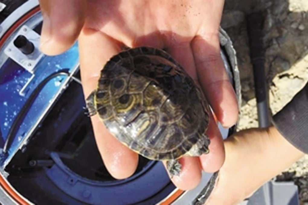 A small turtle was blasted into near-space to help a Chinese firm develop ways to sell similar trips to humans. Photo: Sznews.com