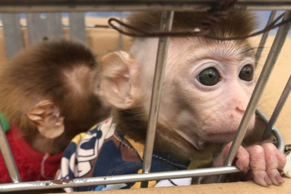The two Rhesus macaques, dressed in pet outfits, were found in a van at a police checkpoint. Photo: Shanghai Observer