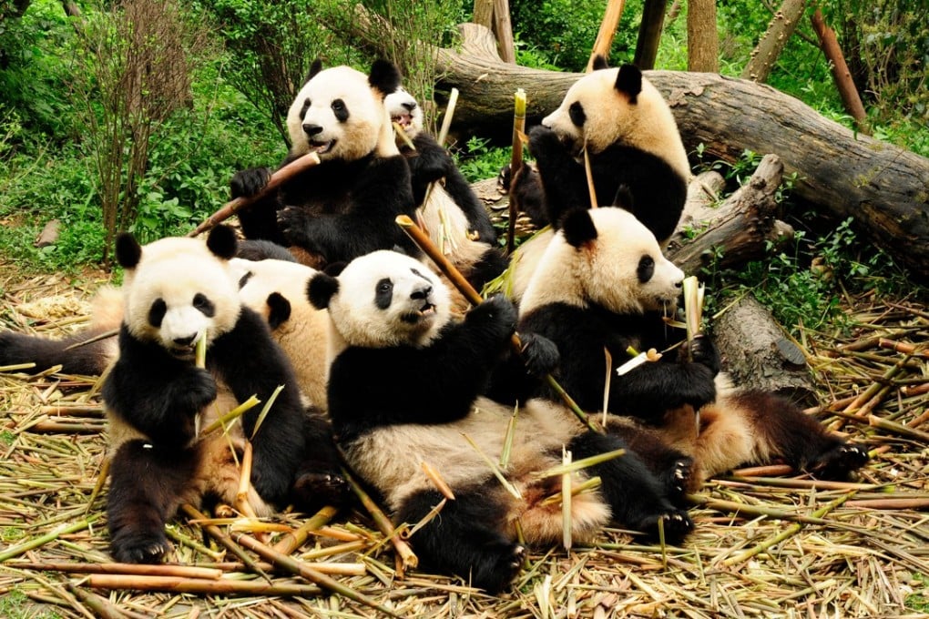 Giant pandas eating bamboo at the Chengdu Research Base of Giant Panda Breeding. Photo: Alamy