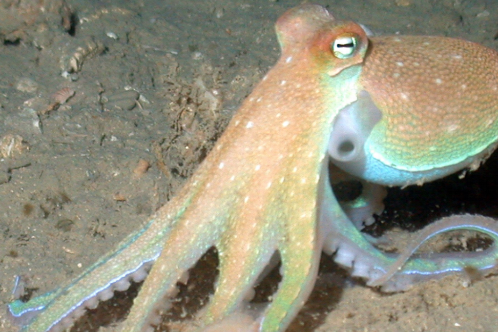 Photo: NOAA Photo Library on Flickr