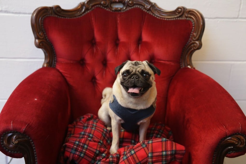 A pug dog sits in a photo booth chair at a pop-up Pug Cafe in Brick Lane, east London. Photo: AFP
