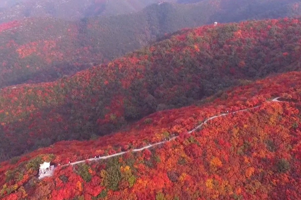 Changshou Mountain explodes into colour as the leaves change in the autumn, drawing thousands of people to the area every day at this time of year. Photo: Handout