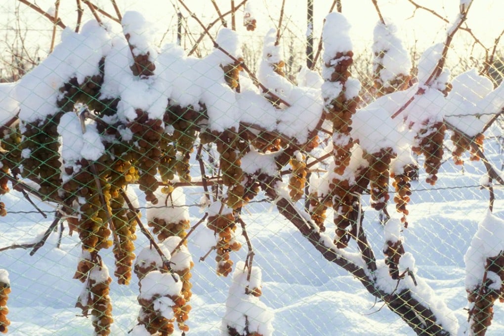 Vidal grapes left to freeze on the vine in Niagara-on-the-Lake, Ontario, Canada. Picture: Alamy