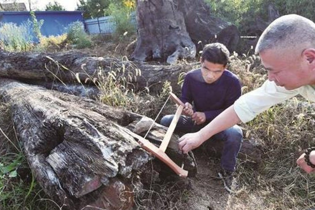 A specialist examines the golden thread wood in Lei Jun’s factory backyard. Photo: sina.com.cn