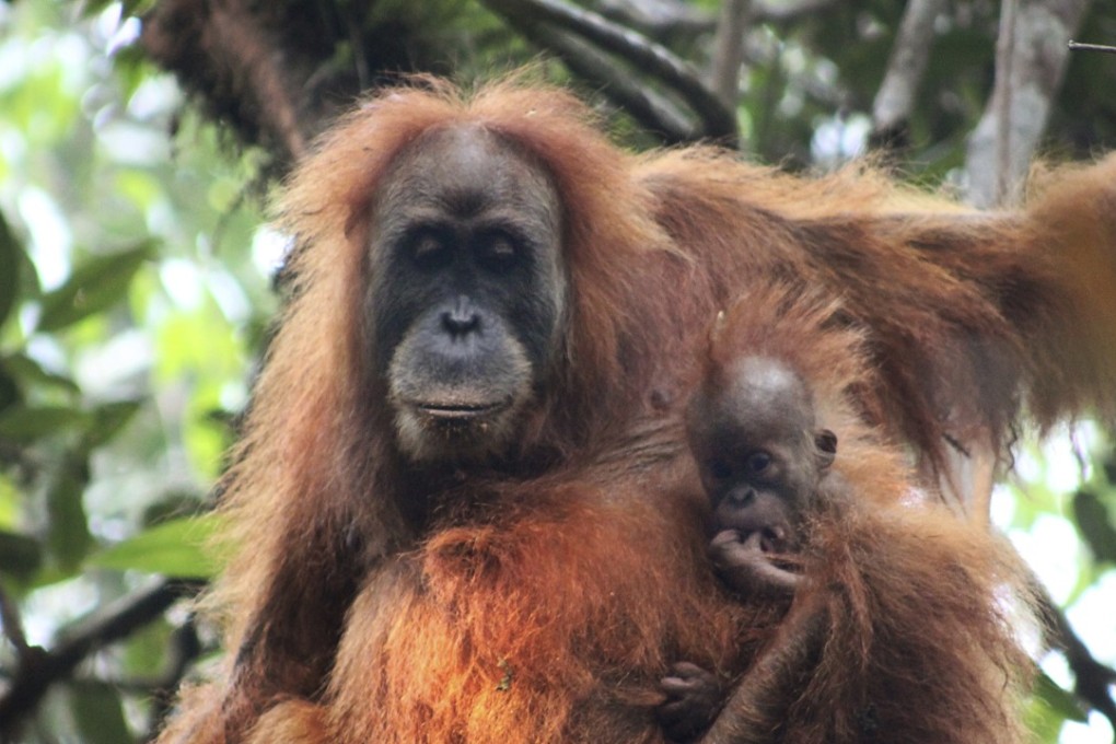 This undated photo released by the Sumatran Orangutan Conservation Programme shows a Tapanuli orangutan with its baby in Batang Toru Ecosystem in Tapanuli, North Sumatra, Indonesia. Scientists are claiming the tiny population as a new species of great ape. Photo: Sumatran Orangutan Conservation Programme via AP