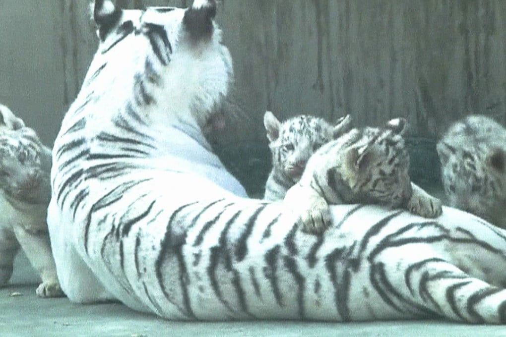 The cubs on display at the zoo in Jiangsu province. Photo: Handout