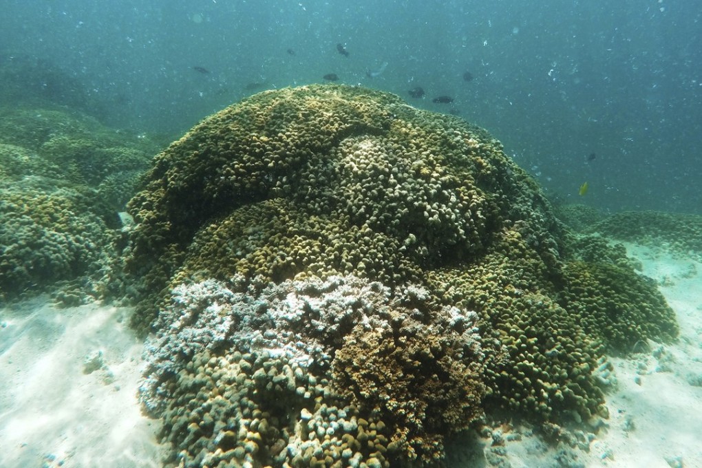 In this 2015 file photo, fish swim over a patch of bleached coral in Hawaii's Kaneohe Bay off the island of Oahu. Nearly half of Hawaii's coral reefs were bleached during heatwaves in 2014 and 2015 and fisheries close to shore are declining, a group of scientists told state lawmakers. Photo: AP