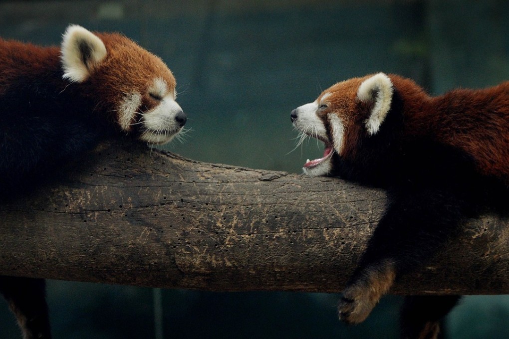 Red pandas, a species protected under Chinese law, were found in the suspect’s home. Photo: AFP