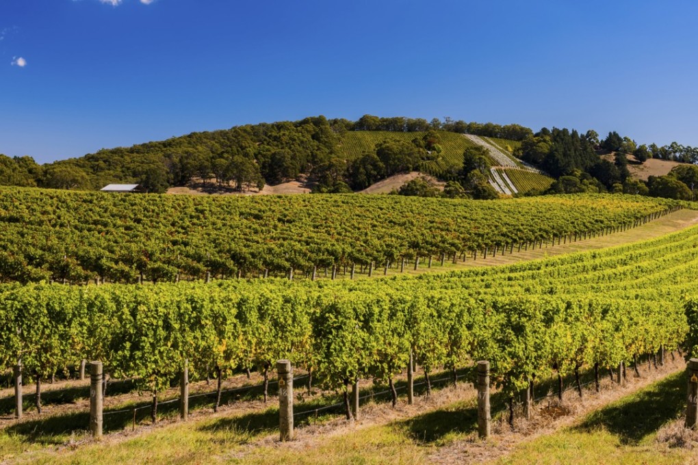 A vineyard in the Adelaide Hills, South Australia. Picture: Alamy