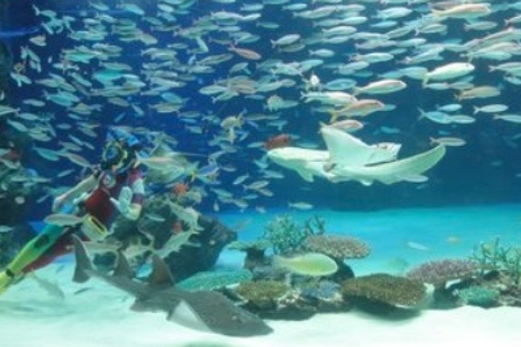More than 1,000 fish died in a tank at Tokyo's Sunshine Aquarium after operators stopped a bubble-producing cleaning device. File photo: TripAdvisor