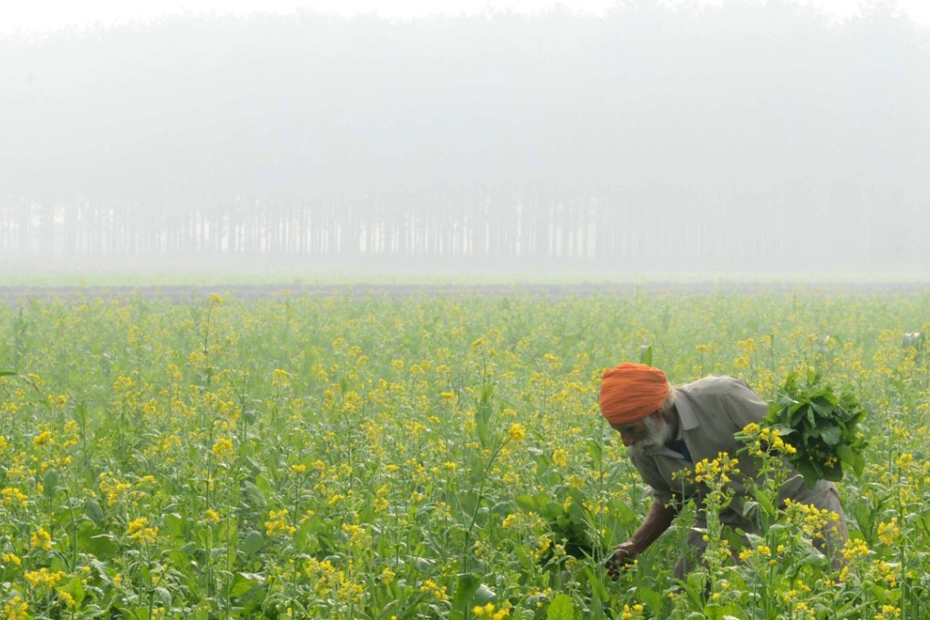 An Indian farmer harvests mustard leaves amid heavy smog on the outskirts of Amritsar, in the northwestern state of Punjab. Photo: AFP