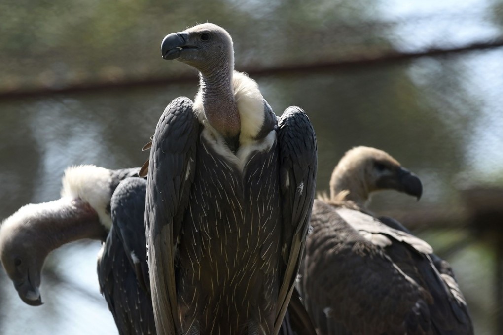 Pakistan’s white-backed vultures. photo: AFP