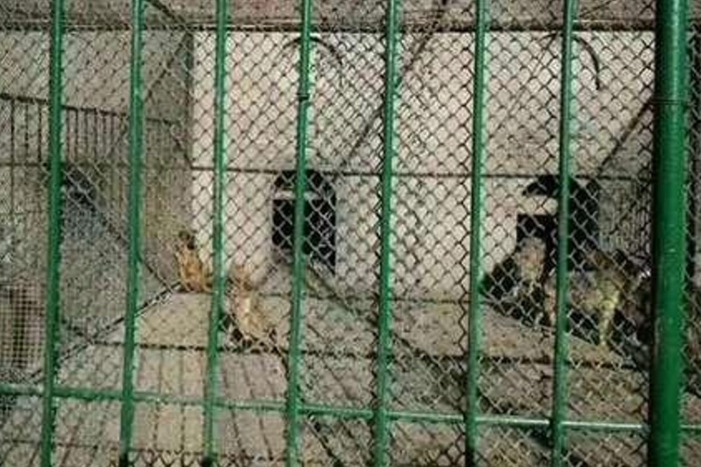 The Badaling Wildlife Park says a female dog has been used to suckle an abandoned wolf cub. Photo: Handout