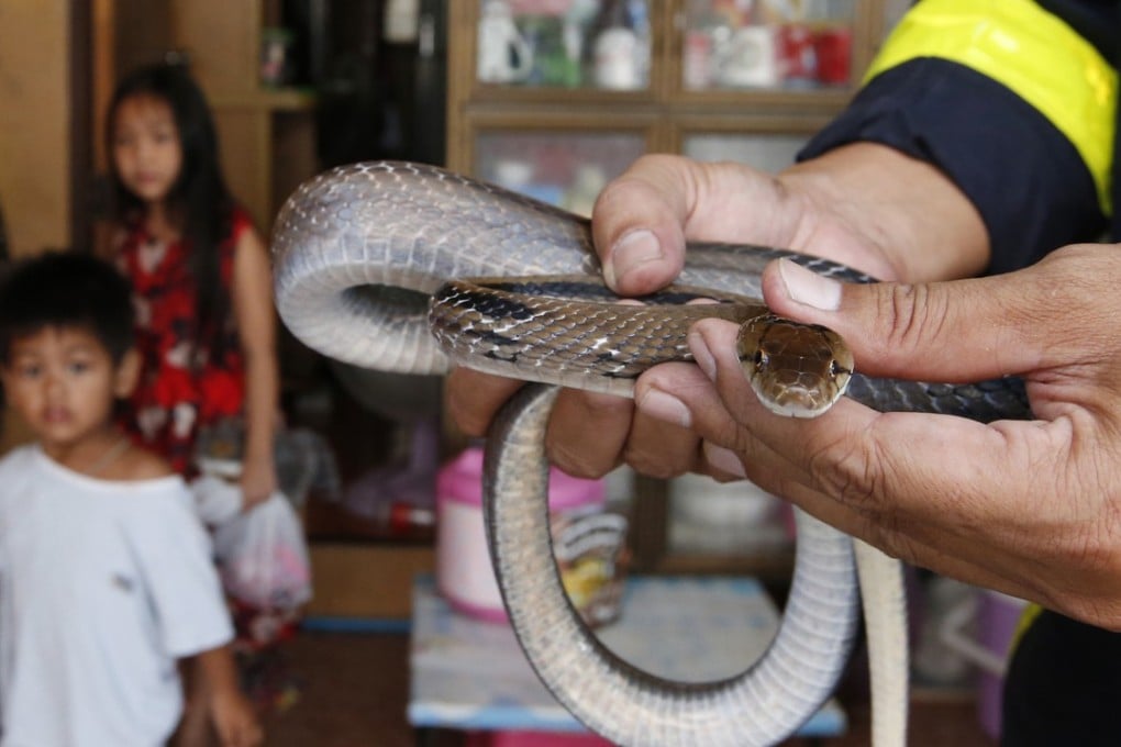 Firefighter Phinyo Pukphinyo holds a sunbeam snake at a home in Bangkok. Photo: AP