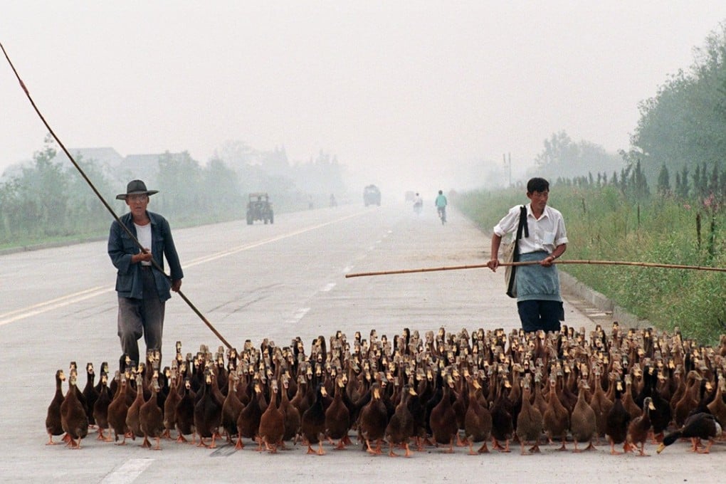 They could be film stars: ducks on a highway in Yangzhou, China. File Photo