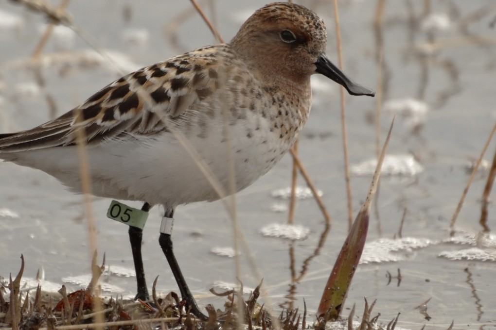 The spoon-billed sandpiper is a critically endangered bird that stops over in Chinese and Hong Kong wetlands on its migration to and from Siberia. Photo : Nickolay Yakushev