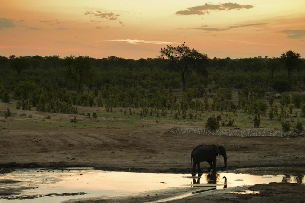 file photo of an African elephant in Hwange National Park in Zimbabwe. Photo: AFP