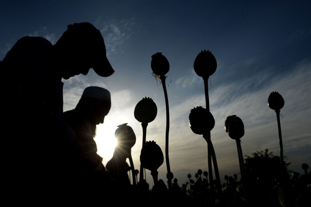 This file photo taken on April 21, 2017 shows Afghan farmers harvesting opium sap from their poppy fields in the Surkh Rod district of Nangarhar province. Photo: AFP