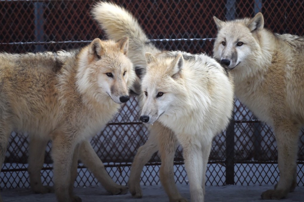 The Arctic wolves pictured at the zoo in Harbin. Photo: Xinhua