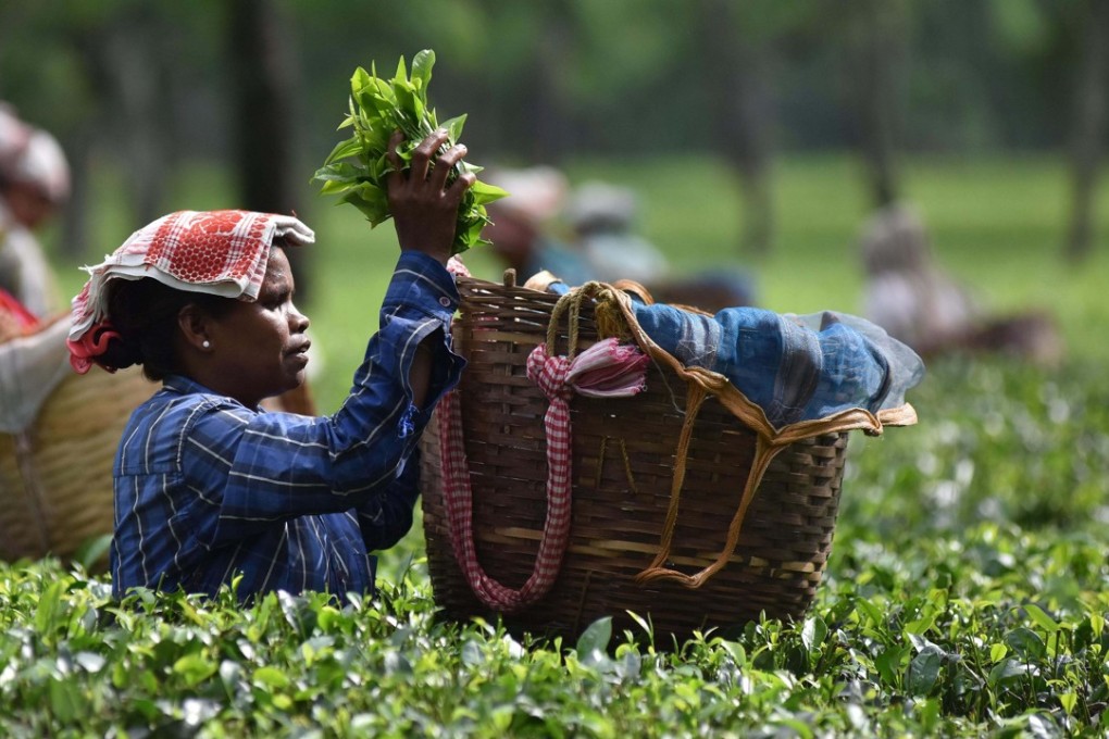 A tea worker plucking leaves at a tea plantation in Udalguri district of Assam, some 110 km from Guwahati. Photo: AFP/STR