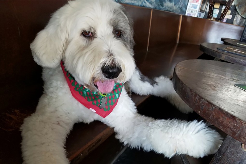 Nine-year-old English Sheepdog, Jasper, will be at the Lui Che Woo Law Library in December. Photo: Handout