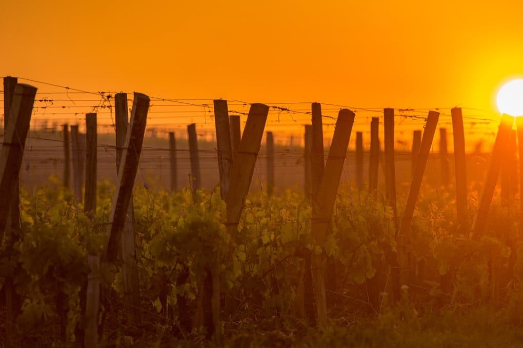 A vineyard in Pomerol, France.