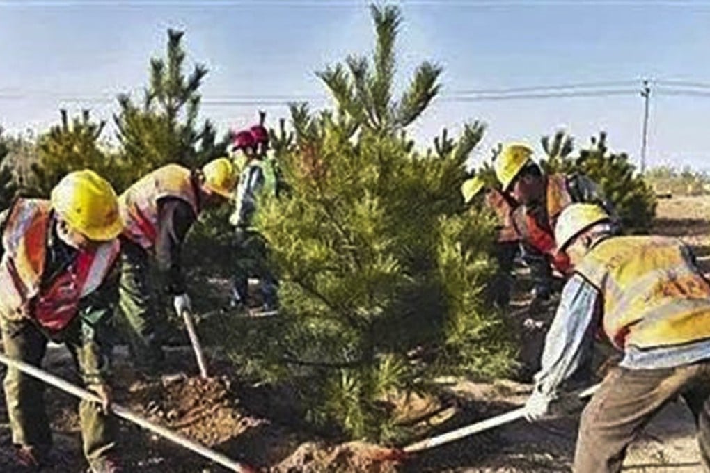 Municipal workers plant a pine tree in Xiongan. Photo: 163.com