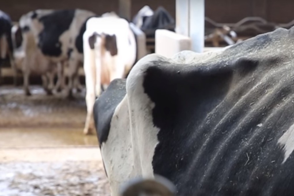An emaciated cow from a film produced by the animal welfare group Compassion in World Farming (CIWF) in Italy’s Po valley that exposed ‘shocking’ conditions. Photo: YouTube