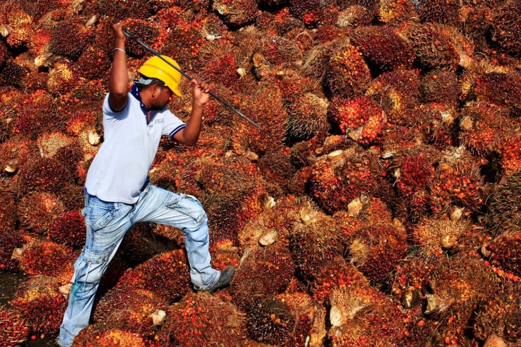 A worker collects palm oil fruit inside a palm oil factory. Photo: Reuters