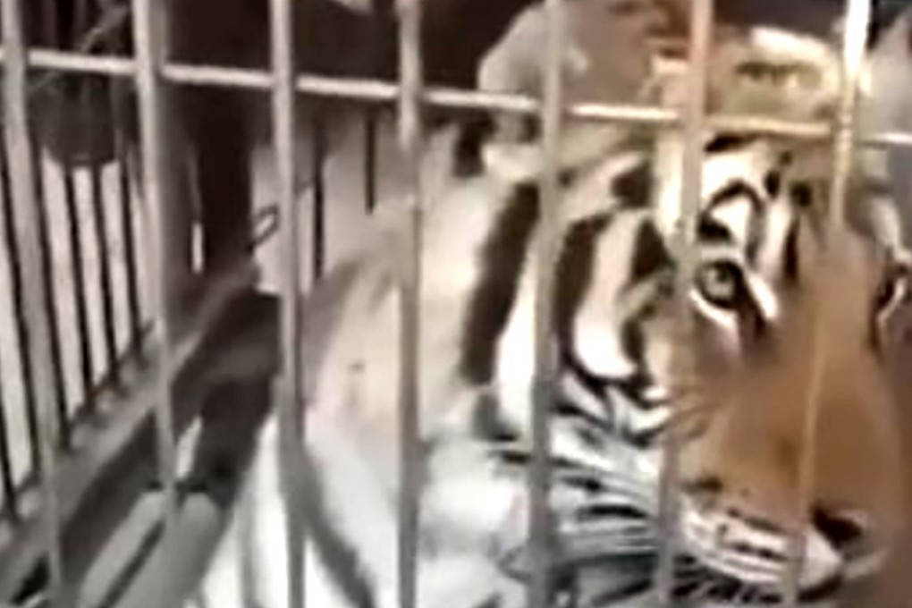 The tiger caused panic when it ran into the crowd. Source: sohu.com