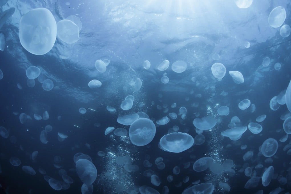 Warships have measures in place to combat the jellyfish threat, but large numbers of the invertebrates can still cause problems. Photo: Shutterstock