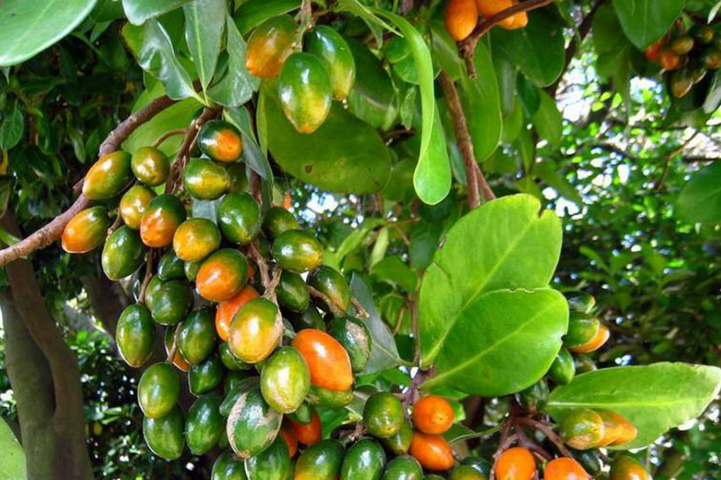 Karaka leaves have helped scientists reveal a 250-year shift in CO2 levels in New Zealand's atmosphere. Photo: NZ Herald