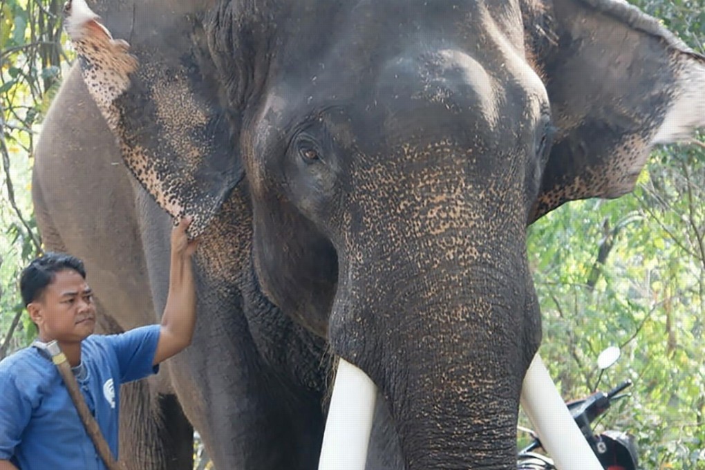 File photo of Ekasit standing next to one of Chiang Mai zoo’s elephant handlers. Photo: AFP