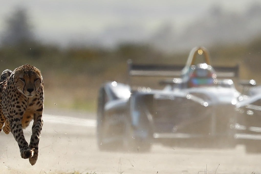 Jean-Eric Vergne prepares for the new Formula E season by racing a cheetah in Western Cape, South Africa. Photos: Nic Bothma/Formula E