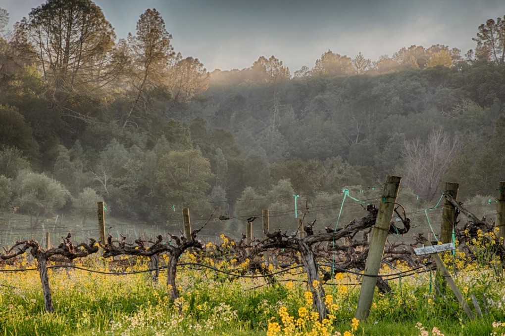Old cabernet sauvignon vines in California. Pictures: Alamy